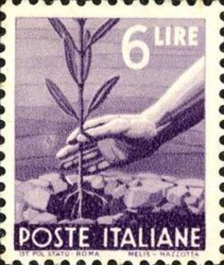 Hand Planting an Olive Tree