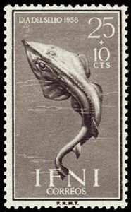 Blackchin Guitarfish (Rhinobatos cemiculus)