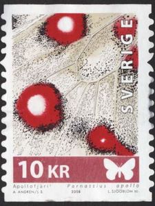 Apollo (Parnassius apollo) - Detail