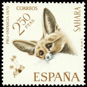 Fennec (Vulpes zerda)