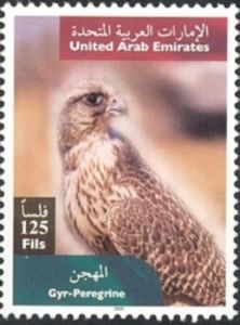 Hybrid of Peregrine and Gyrfalco (rusticolus x peregrinus)