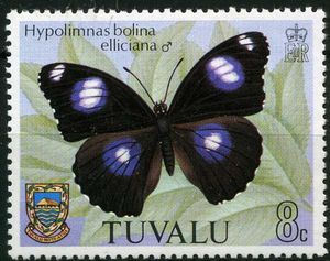 Common Eggfly (Hypolimnas bolina ssp. elliciana)