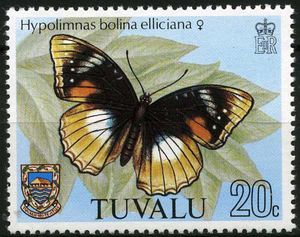 Common Eggfly (Hypolimnas bolina ssp. elliciana)