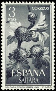 Neurada procumbens.