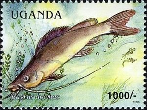 Silver Catfish (Bagrus docmac)