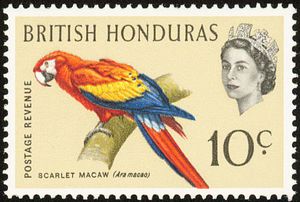 Scarlet Macaw (Guacamayo Macao)