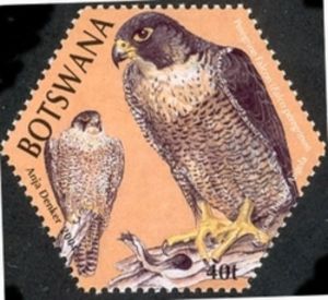 Peregrine Falcon (Falco peregrinus)