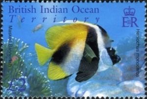 Masked Bannerfish (Heniochus monoceros)