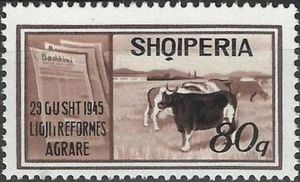 Cattle (Bos taurus) and Newspapers