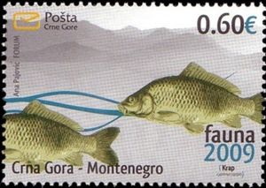 Common Carp (Cyprinus carpio)