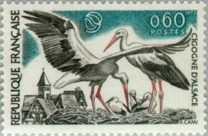 White Stork (Ciconia ciconia)
