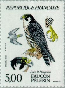 Peregrine Falcon (Falco peregrinus)