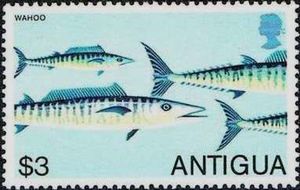 Wahoo (Acanthocybium solandri)