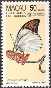 Great Orange Tip (Hebomoia glaucippe)