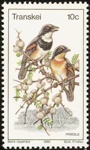 Cape Batis (Batis capensis)