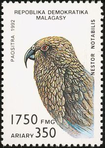 Kea (Nestor notabilis)
