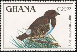 Bronze Mannikin (Lonchura cucullata)