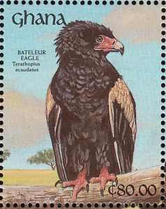 Bateleur Eagle (Terathopius ecaudatus)