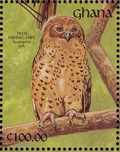 Pel's Fishing Owl (Scotopelia peli)