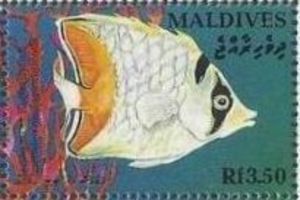 Seychelles Butterflyfish (Chaetodon madagascariensis)