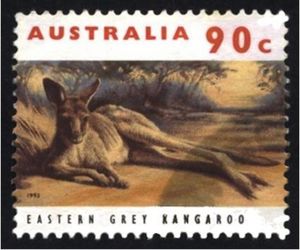 Eastern Grey Kangaroo (Macropus giganteus)