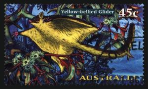 Yellow-bellied Glider (Petaurus australis)