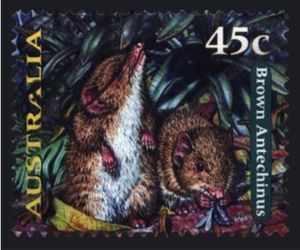Brown Antechinus (Antechinus stuartii)