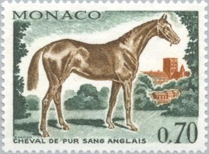 English Thoroughbred (Equus ferus caballus)