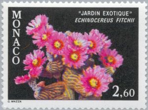 Echinocereus fitchii