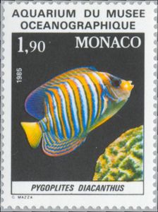 Regal Angelfish (Pygoplites diacanthus)