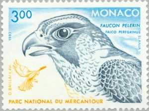 Peregrine Falcon (Falco peregrinus)