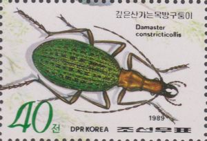 Ground Beetle (Carabus constricticollis)
