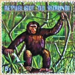 Chimpanzee (Pan troglodytes)