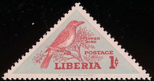 Common Bulbul (Pycnonotus barbatus)