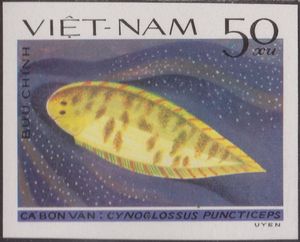 Speckled Tongue-sole (Cynoglossus puncticeps)