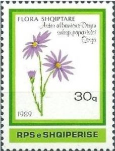 Aster albanicus