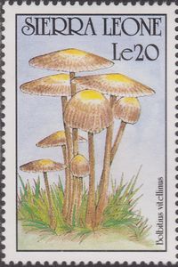 Bolbitius vitellinus