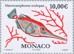 Longspine Snipefish (Macroramphosus scolopax)