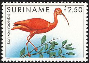 Scarlet Ibis (Eudocimus ruber)