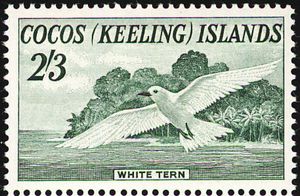 White Tern (Gygis alba)