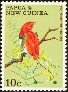 King Bird-of-paradise (Cicinnurus regius)