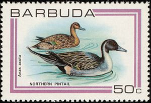 Northern Pintail (Anas acuta)