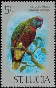 St. Lucia Parrot (Amazona versicolor)