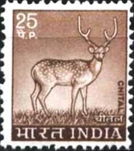 Chital (Axis axis)