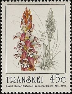 Satyrium sphaerocarpum
