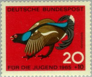 Black Grouse (Lyrurus tetrix)