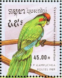 Red-crowned Parakeet (Cyanoramphus novaezelandiae)