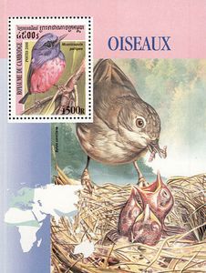 Rufous-bellied Niltava (Niltava sundara)