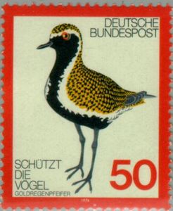 European Golden Plover (Pluvialis apricaria)