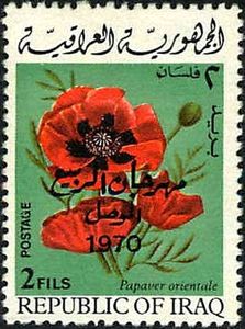 Poppy (Papaver orientale)